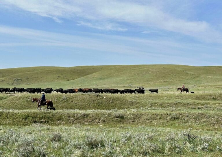 Your Guide to Getting Kimmel Ranch Beef — Wherever You Call Home